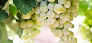 Five reasons to look forward to the 2012 vintage