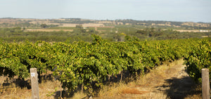 Iconic Barossa grape producing regions